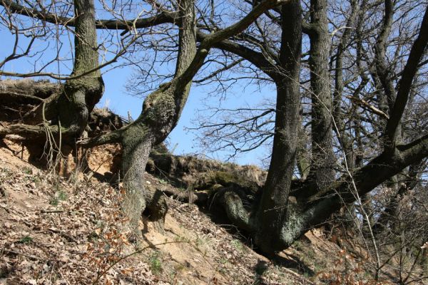 Chomutov, 26.3.2012
Duby v centrální části Zooparku.
Klíčová slova: Krušné hory Chomutov Zoopark