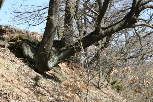 Chomutov, 26.3.2012
Duby v centrální části Zooparku.
Schlüsselwörter: Krušné hory Chomutov Zoopark