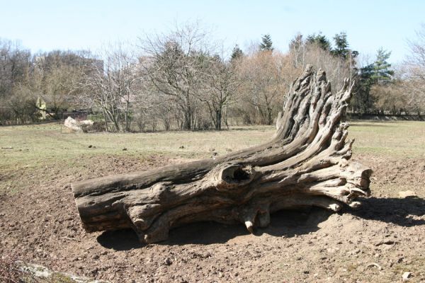 Chomutov, 26.3.2012
Zoopark - výběh zubrů.
Schlüsselwörter: Krušné hory Chomutov Zoopark