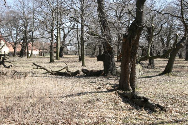Chomutov, 26.3.2012
Zoopark - Kaštanka.
Schlüsselwörter: Krušné hory Chomutov Zoopark Kaštanka
