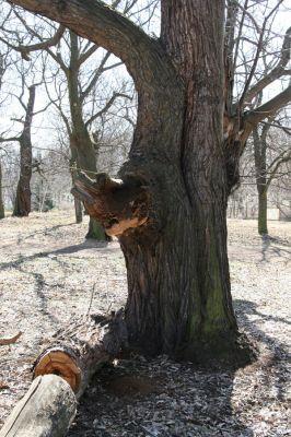 Chomutov, 26.3.2012
Zoopark - Kaštanka. Kaštanovník osídlený páchníky.
Klíčová slova: Krušné hory Chomutov Zoopark Kaštanka Osmoderma páchník