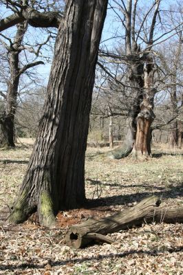 Chomutov, 26.3.2012
Zoopark - Kaštanka. Dutý kaštanovník osídlený páchníky.
Klíčová slova: Krušné hory Chomutov Zoopark Kaštanka Osmoderma páchník