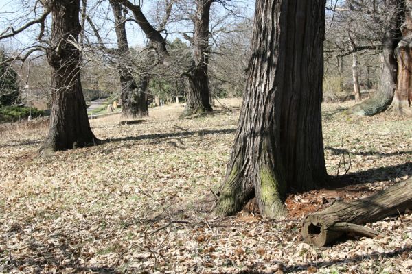 Chomutov, 26.3.2012
Zoopark - Kaštanka. Dutý kaštanovník osídlený páchníky.
Mots-clés: Krušné hory Chomutov Zoopark Kaštanka Osmoderma páchník