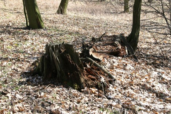 Chomutov, 26.3.2012
Zoopark - Kaštanka. Trouchnivý pařez kaštanovníku osídlený kovaříky Ampedus praeustus.
Klíčová slova: Krušné hory Chomutov Zoopark Kaštanka Ampedus praeustus