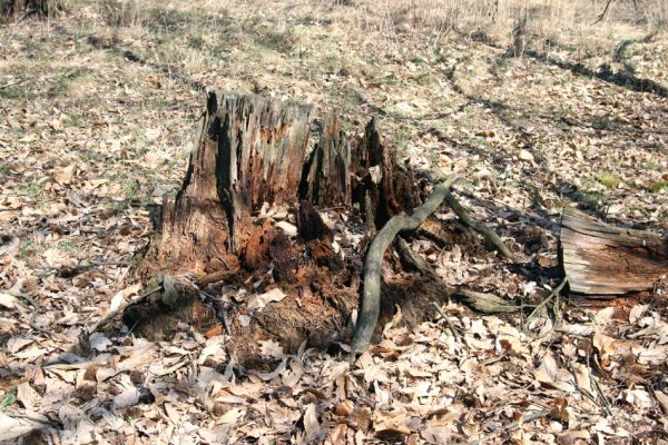 Chomutov, 26.3.2012
Zoopark - Kaštanka. Trouchnivý pařez kaštanovníku osídlený kovaříky Ampedus praeustus.
Klíčová slova: Krušné hory Chomutov Zoopark Kaštanka Ampedus praeustus