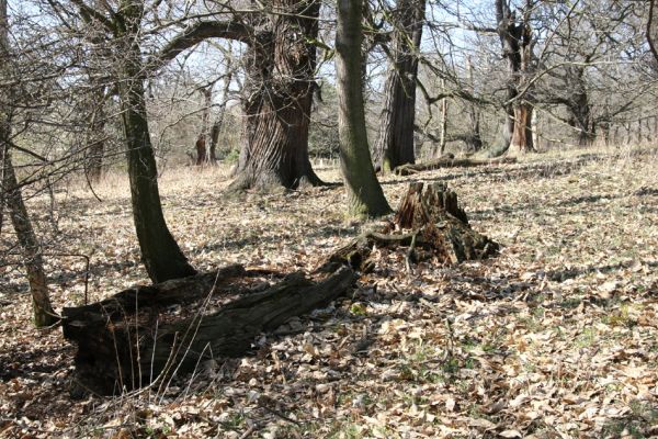 Chomutov, 26.3.2012
Zoopark - Kaštanka. Trouchnivý pařez kaštanovníku osídlený kovaříky Ampedus praeustus.
Klíčová slova: Krušné hory Chomutov Zoopark Kaštanka Ampedus praeustus