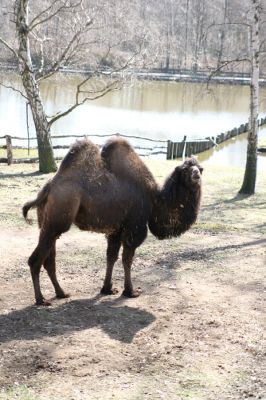 Chomutov, 26.3.2012
Velbloud v Zooparku
Schlüsselwörter: Krušné hory Chomutov Zoopark velbloud