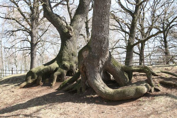 Chomutov, 26.3.2012
Duby ve východní části Zooparku.
Klíčová slova: Krušné hory Chomutov Zoopark