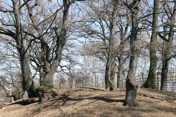 Chomutov, 26.3.2012
Duby ve východní části Zooparku.
Klíčová slova: Krušné hory Chomutov Zoopark