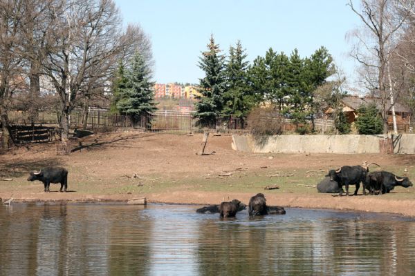 Chomutov, 26.3.2012
Buvoli v Zooparku.
Klíčová slova: Krušné hory Chomutov Zoopark buvol