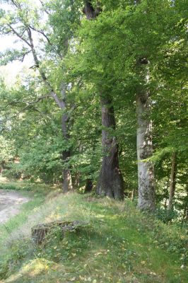 Chotěboř, 23.8.2012
Zámecký větší rybník - hráz.



Schlüsselwörter: Chotěboř Zámecký větší rybník