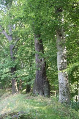 Chotěboř, 23.8.2012
Zámecký větší rybník - hráz.



Klíčová slova: Chotěboř Zámecký větší rybník