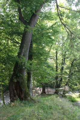 Chotěboř, 23.8.2012
Zámecký větší rybník - hráz.



Schlüsselwörter: Chotěboř Zámecký větší rybník