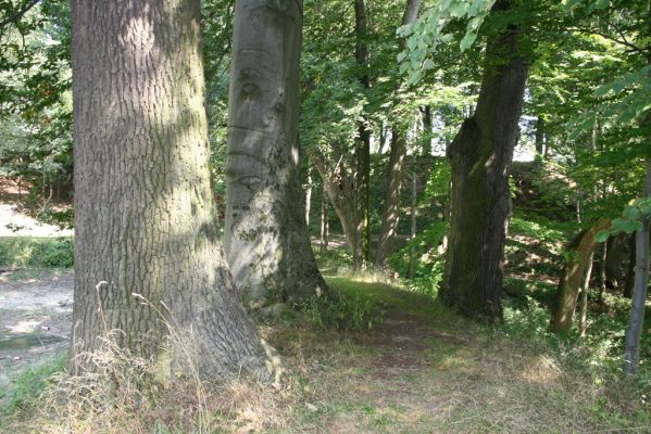 Chotěboř, 23.8.2012
Zámecký větší rybník - hráz.



Klíčová slova: Chotěboř Zámecký větší rybník