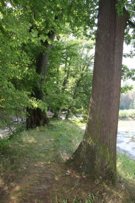 Chotěboř, 23.8.2012
Zámecký větší rybník - hráz.



Klíčová slova: Chotěboř Zámecký větší rybník