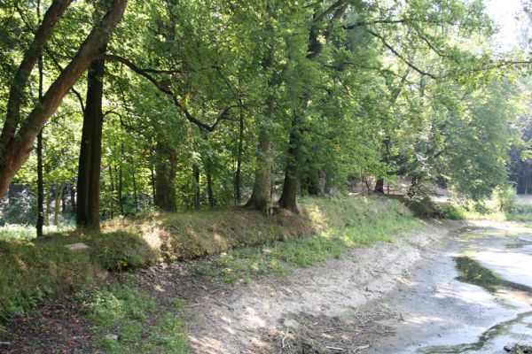 Chotěboř, 23.8.2012
Zámecký větší rybník - hráz.


Klíčová slova: Chotěboř Zámecký větší rybník