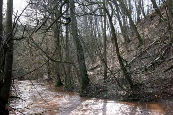 Chotěvice, 22.2.2016
Pilníkovský potok před soutokem s Labem.
Klíčová slova: Chotěvice soutok Pilníkovský potok