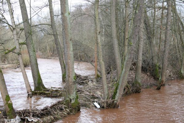 Chotěvice, 22.2.2016
Soutok Labe a Pilníkovského potoka.
Klíčová slova: Chotěvice soutok Labe Pilníkovský potok