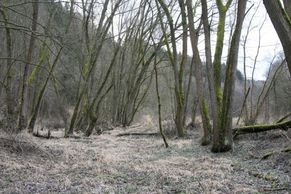 Chotěvice, 22.2.2016
Vrbový háj v slepém korytě Labe.
Klíčová slova: Chotěvice Denticollis linearis Ampedus pomorum