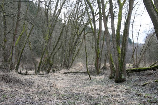 Chotěvice, 22.2.2016
Vrbový háj v slepém korytě Labe.
Mots-clés: Chotěvice Denticollis linearis Ampedus pomorum