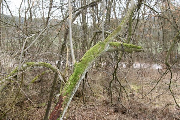 Chotěvice, 22.2.2016
Lipový háj na svahu nad Labem. Biotop kovaříka Calambus bipustulatus.



Klíčová slova: Chotěvice soutok Calambus bipustulatus