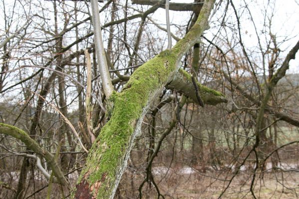 Chotěvice, 22.2.2016
Lipový háj na svahu nad Labem. Biotop kovaříka Calambus bipustulatus.



Klíčová slova: Chotěvice soutok Calambus bipustulatus
