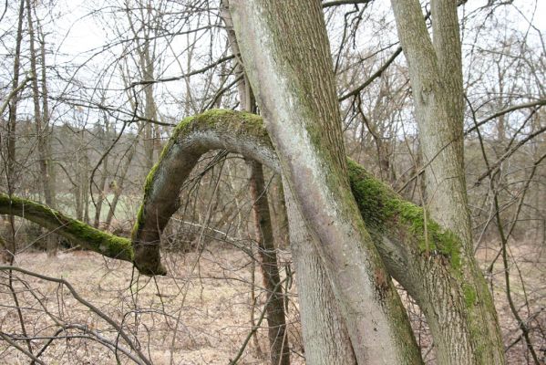 Chotěvice, 22.2.2016
Lipový háj na svahu nad Labem. Biotop kovaříka Calambus bipustulatus.



Klíčová slova: Chotěvice soutok Calambus bipustulatus