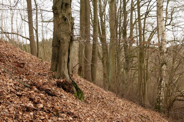 Chotěvice, 22.2.2016
Lipový háj na svahu nad Labem.
Klíčová slova: Chotěvice soutok Denticollis linearis