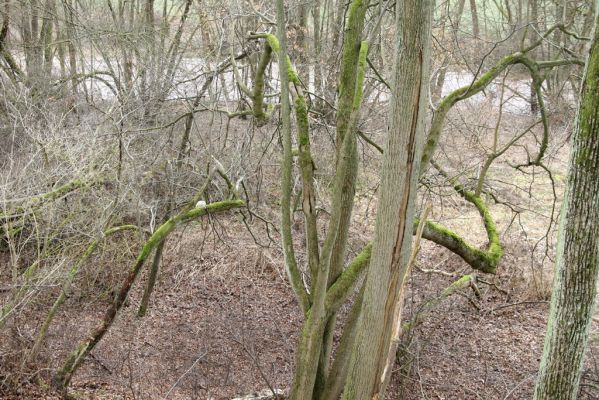 Chotěvice, 22.2.2016
Lipový háj na svahu nad Labem.


Klíčová slova: Chotěvice soutok Calambus bipustulatus