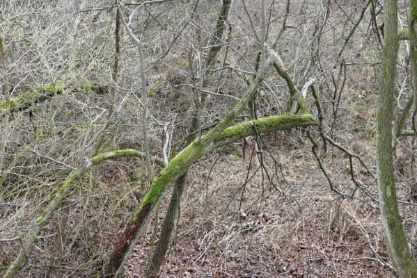 Chotěvice, 22.2.2016
Lipový háj na svahu nad Labem. Biotop kovaříka Calambus bipustulatus.



Klíčová slova: Chotěvice soutok Calambus bipustulatus