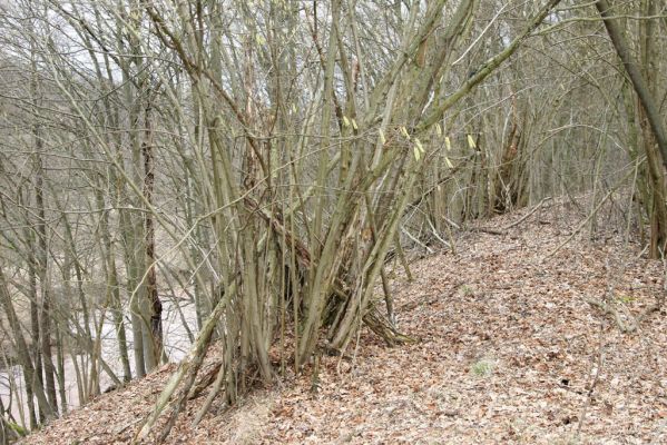 Chotěvice, 22.2.2016
Staré lísky na horním okraji svahu nad Labem.
Klíčová slova: Chotěvice soutok