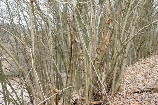 Chotěvice, 22.2.2016
Staré lísky na svahu nad Labem.
Keywords: Chotěvice soutok