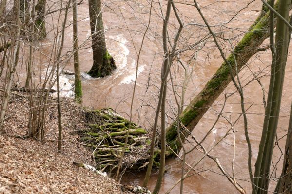 Chotěvice, 22.2.2016
Levý břeh Labe před soutokem s Pilníkovským potokem.
Klíčová slova: Chotěvice soutok Labe