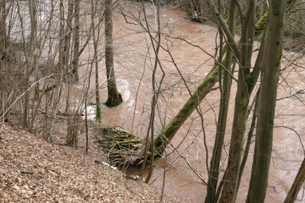 Chotěvice, 22.2.2016
Levý břeh Labe před soutokem s Pilníkovským potokem.
Schlüsselwörter: Chotěvice soutok Labe
