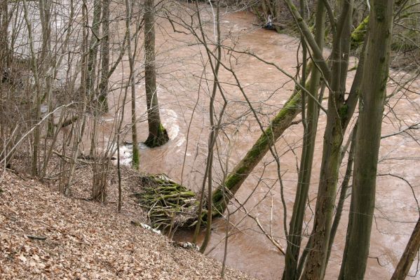 Chotěvice, 22.2.2016
Levý břeh Labe před soutokem s Pilníkovským potokem.
Klíčová slova: Chotěvice soutok Labe