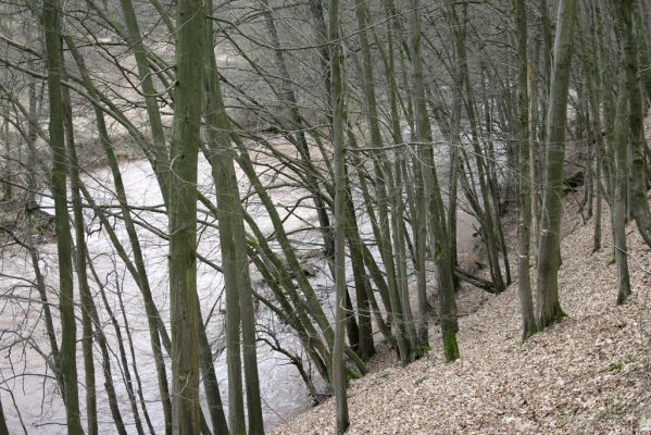 Chotěvice, 22.2.2016
Habřina s příměsí javorů a lip na svahu nad Labem.
Klíčová slova: Chotěvice soutok Labe