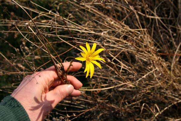 Chrast, 29.11.2009
Podzimní květ na Chrašické stráni. Kozí brada východní (Tragopogon orientalis L.).
Klíčová slova: Chrast Chrašická stráň