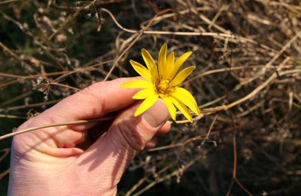 Chrast, 29.11.2009
Podzimní květ na Chrašické stráni. Kozí brada východní (Tragopogon orientalis L.).
Klíčová slova: Chrast Chrašická stráň