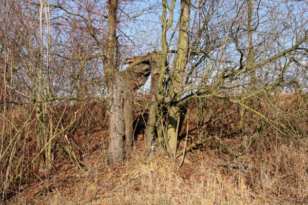 Chrast, 29.11.2009
Chrašická stráň. Jedna z posledních třešní.
Klíčová slova: Chrast Chrašická stráň Anthaxia candens