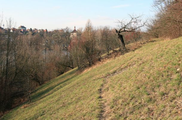 Chrast, 29.11.2009
Podzim na Chrašické stráni. V pozadí Chrast.
Klíčová slova: Chrast Chrašická stráň Anthaxia candens