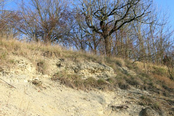 Chrast, 29.11.2009
Podzim na Chrašické stráni. V těchto místech svah strhává říčka Žejbro.
Klíčová slova: Chrast Chrašická stráň Anthaxia candens