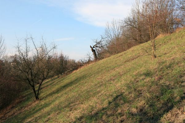 Chrast, 29.11.2009
Podzim na Chrašické stráni. 
Schlüsselwörter: Chrast Chrašická stráň Anthaxia candens