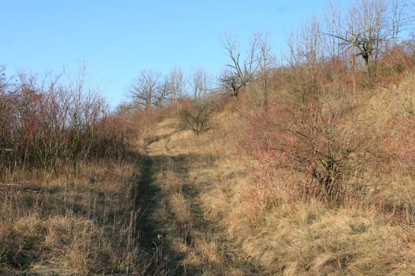 Podlažice, 29.11.2009
Cesta od obce Podlažice. Zpustlý třešňový sad na terasovitě upraveném svahu východně od PP Chrašická stráň. 
Klíčová slova: Podlažice Chrast Chrašická stráň
