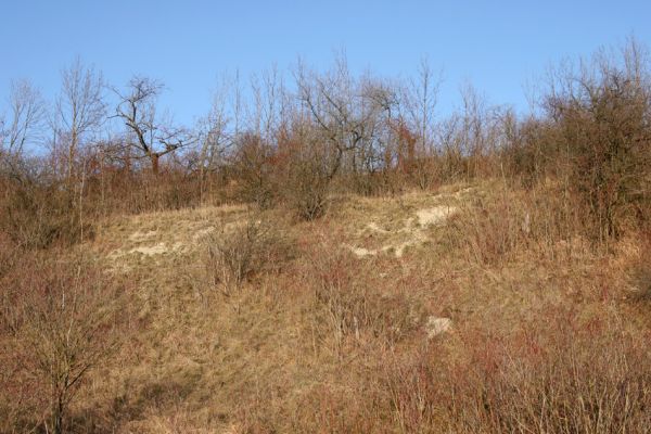 Podlažice, 29.11.2009
Bílá stráň ne zpustlém třešňovém sadu na terasovitě upraveném svahu východně od PP Chrašická stráň. 
Mots-clés: Podlažice Chrast Chrašická stráň