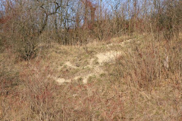 Podlažice, 29.11.2009
Bílá stráň ve zpustlé třešňovém sadu na terasovitě upraveném svahu východně od PP Chrašická stráň. 
Klíčová slova: Podlažice Chrast Chrašická stráň