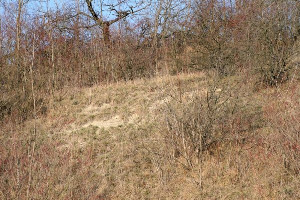 Podlažice, 29.11.2009
Bílá stráň ve zpustlém třešňovém sadu na terasovitě upraveném svahu východně od PP Chrašická stráň. 
Klíčová slova: Podlažice Chrast Chrašická stráň