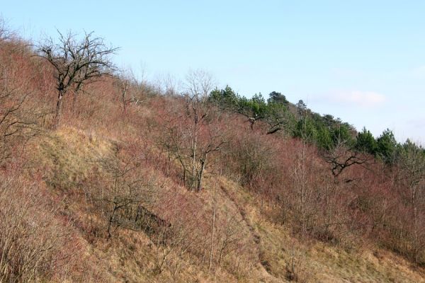 Podlažice, 29.11.2009
Nová divočina. Zpustlý třešňový sad na terasovitě upraveném svahu východně od PP Chrašická stráň. 
Klíčová slova: Podlažice Chrast Chrašická stráň Anthaxia candens