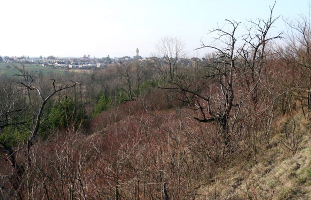 Podlažice, 29.11.2009
Nová divočina. Zpustlý třešňový sad na terasovitě upraveném svahu východně od PP Chrašická stráň. Pohled na Chrast. Tak takhle nějak vypadala česká krajina po třicetileté válce...
Klíčová slova: Podlažice Chrast Chrašická stráň Anthaxia candens