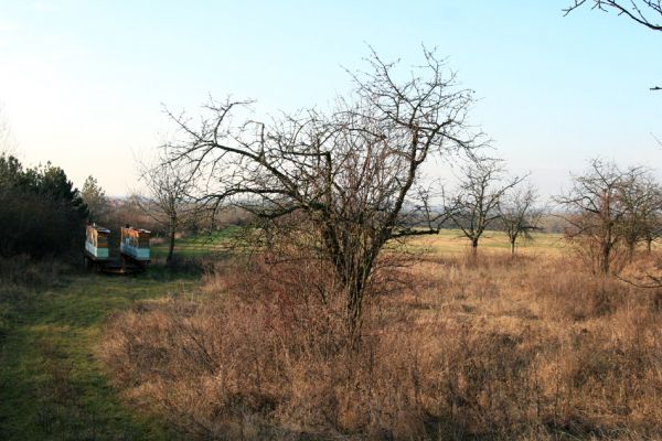 Rosice u Chrasti, 29.11.2009
Rozsáhlý třešňový sad na kopci východně od PP Chrašická stráň. 
Klíčová slova: Rosice Chrast Chrašická stráň Anthaxia candens