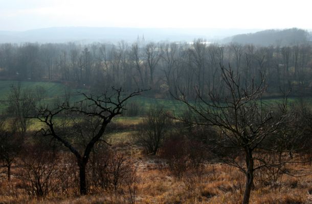 Podlažice, 29.11.2009
Nová divočina. Zpustlý třešňový sad na terasovitě upraveném svahu východně od PP Chrašická stráň. Pohled k jihu na Podlažice.
Klíčová slova: Podlažice Chrast Chrašická stráň Anthaxia candens